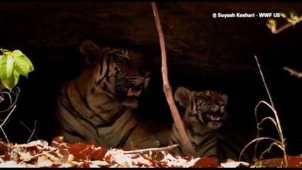 Un cucciolo di tigre porta speranza alle foreste della Thailandia