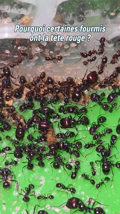 Pourquoi les major messor barbarus ont la tête rouge ?Très compliqué de trouver une réponse précise il n'y a que des théories. Si vous avez vous aussi des idées hésitez pas à laisser un commentaire !