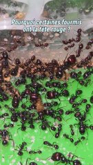 Pourquoi les major messor barbarus ont la tête rouge ?Très compliqué de trouver une réponse précise il n'y a que des théories. Si vous avez vous aussi des idées hésitez pas à laisser un commentaire !