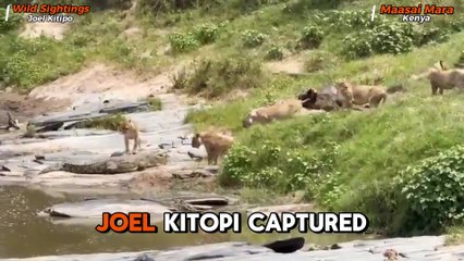 Lions vs Crocodile: Pride CHARGES Hungry Croc Away From Their Meal!