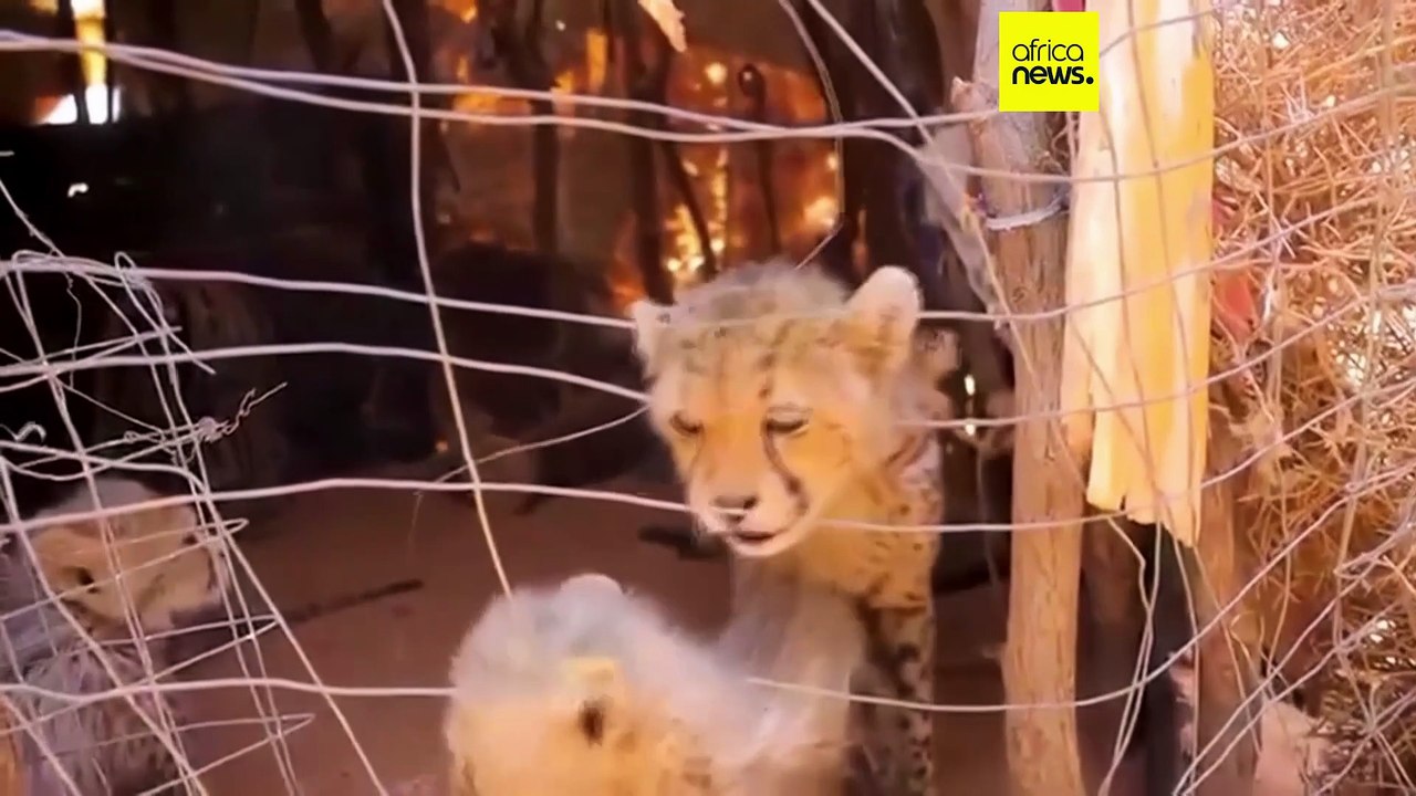 Vers un durcissement du commerce des animaux de compagnie exotiques ?