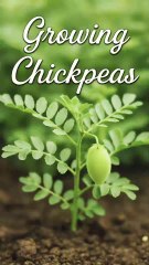 Sowed Chickpea Seeds in My Terrace Garden Today 🌱