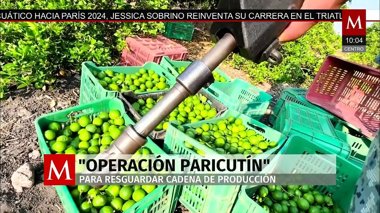 Operación Paricutín: parte del Plan Michoacán para proteger a productores limoneros