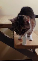 She Paused on the Stairs… And Her Request Is TOO CUTE 😻❤️ #cat #cats #funnycats #funnyvideo #catshorts #shorts #cutecats #animals #funnyanimals #viralcats #fyp