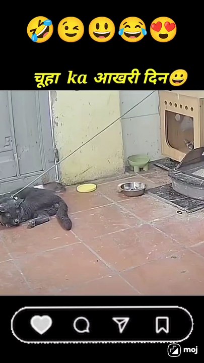 Funny videos 3