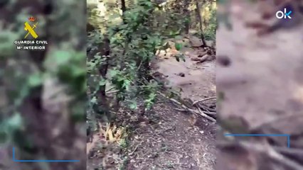 Hallados 50 jabalíes muertos en la zona cero de la peste porcina en Cataluña