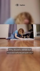 Pets Don’t Speak, But They Understand You Better Than Humans 🐾