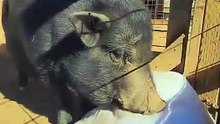 Elle donne un oreiller à un cochon... ce qui se passe est magique
