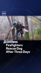 Firefighters Rescue Dog After Three Days