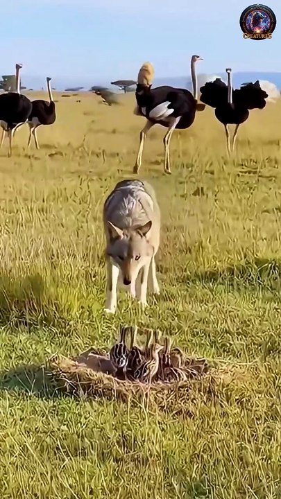 Ostrich Mother Strikes Again — Wolf Never Learned