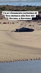 de Pascale - Una foca monaca è stata avvistata alla foce del Bevano.(03.12.25)
