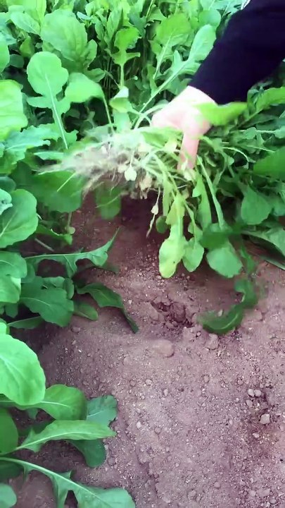 arugula harvest