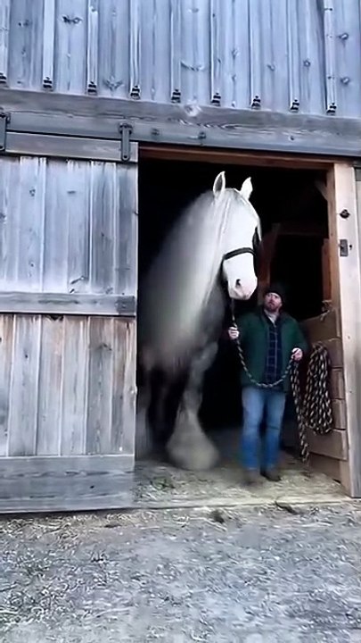 Beautiful horse 🐴