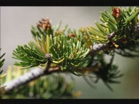 The song from Moulin Rouge - Teddy Reno [CGD] 78rpm