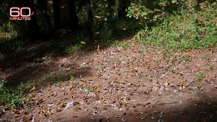 Scientists Unlock Monarch Butterfly Migration Secrets Using Radio Tags | 60 Minutes Investigation