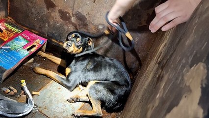 Rottie Found In A Dumpster All Alone Goes On Fishing Adventures Now