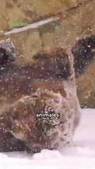 Los animales vuelven a ser las estrellas del invierno en EE.UU. 🐾❄️