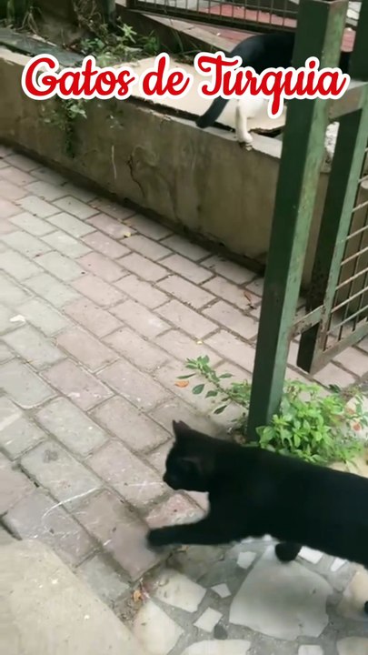 Gatos Turquia