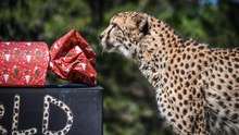 Solo the cheetah gets an early Christmas present