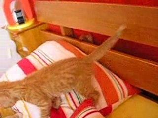 Les chatons et la tete de lit