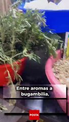 Remedios naturales y memoria familiar: La esencia de las hierberías en Monterrey