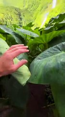 Chasing Epic Waterfalls - Angel Falls & Iceland