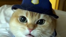 🚓 You Are Officially Under Arrest! | Cute Golden British Shorthair Patrol 😼✨
