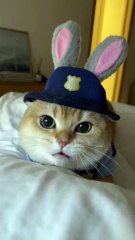 🚓 You Are Officially Under Arrest! | Cute Golden British Shorthair Patrol 😼✨