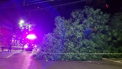 Árvore de grande porte cai em via pública no Centro de Cascavel e deixa imóvel sem luz