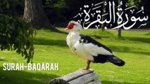 :Surah Al-Baqarah Full | Beautiful Recitation | Surah Al-Baqarah | Healing & Protection | Best Quran Recitation Abbasi Studio