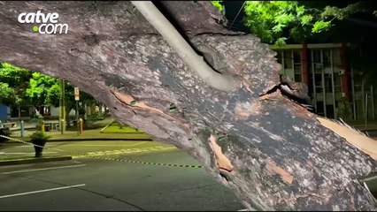 Grande árvore cai na rua Minas Gerais