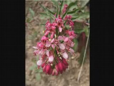 Song of the Maggie Sidney Torch [PARLOPHONE] 78rpm
