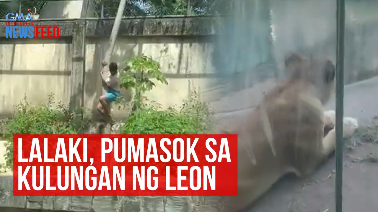 Lalaki, pumasok sa kulungan ng leon | GMA Integrated Newsfeed