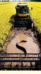 Wow amazing harvester vs Unexpected Eel fish