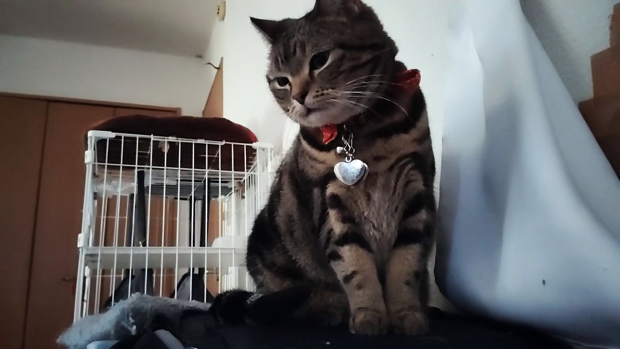 リュックの上に立つシフォン