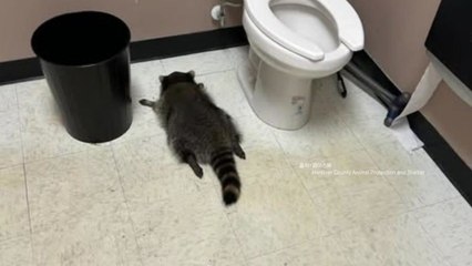 "마트에서 주취 난동 뒤 도주"...범인의 정체는 '라쿤' / YTN