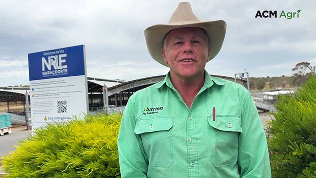 Naracoorte Christmas Calf Sale - December 4, 2025
