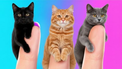 Cacher une CHAMBRE SECRÈTE pour Chat à Mon Père ! Astuces & Gadgets pour la Garder en Sécurité 🤫🛠️