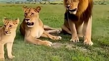 funny incident of a warthog with a lion