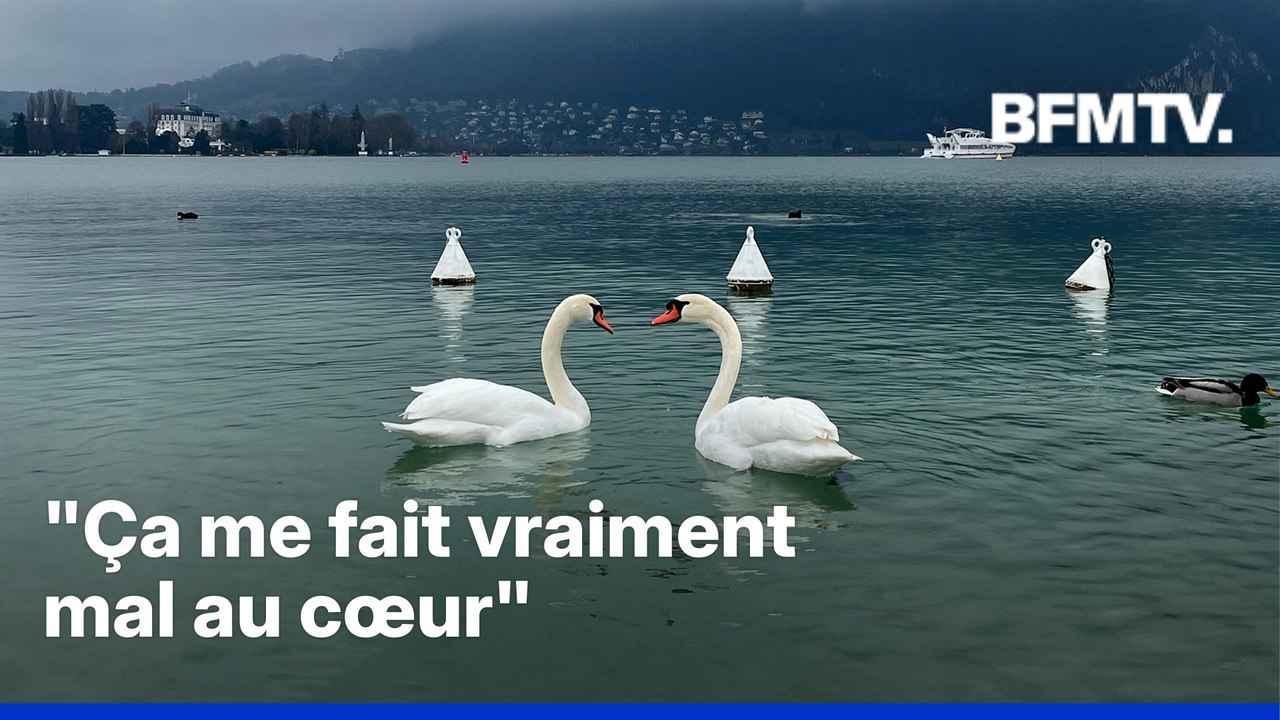 ROBIN DE BFM - Les cygnes du lac d’Annecy vont-ils définitivement disparaître ?