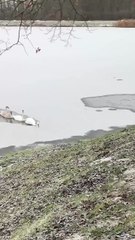 The father swan breaks the ice to create a path for his family