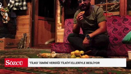 ‘Tilko’ ismini verdiği tilkiyi elleriyle besliyor