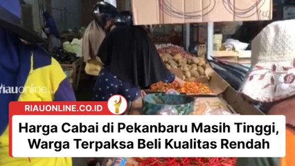Harga Cabai di Pekanbaru Masih Tinggi, Warga Terpaksa Beli Kualitas Rendah