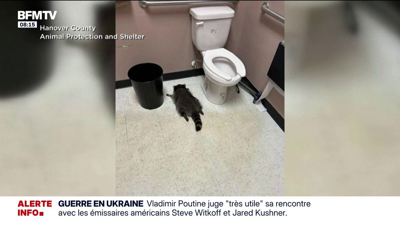 Aux États-Unis, un raton-laveur a été retrouvé ivre mort dans un magasin d'alcool dans l'État de Virginie