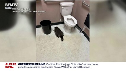 Aux États-Unis, un raton-laveur a été retrouvé ivre mort dans un magasin d'alcool dans l'État de Virginie