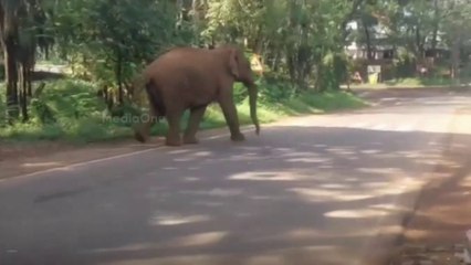 അതിരപ്പള്ളിയിൽ കാട്ടാന; വെറ്റിലപ്പാറ സ്കൂളിന് സമീപം നിലയുറപ്പിച്ചു