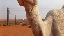 This is saudi arabia camel
