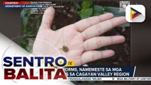 D.A. Region 2, puspusan ang mga hakbang vs. pamemeste ng fall armyworms | ulat ni Vel Custodio