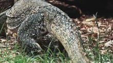 Dengerous monitor Lizard