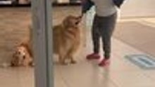 Golden Retriever Tugs on Woman's Clothes To Get Her Attention